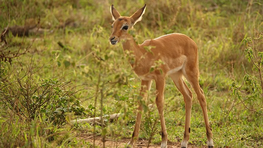 antelope murchison fals