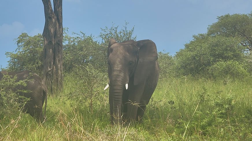 elehants_in_Murchison_falls