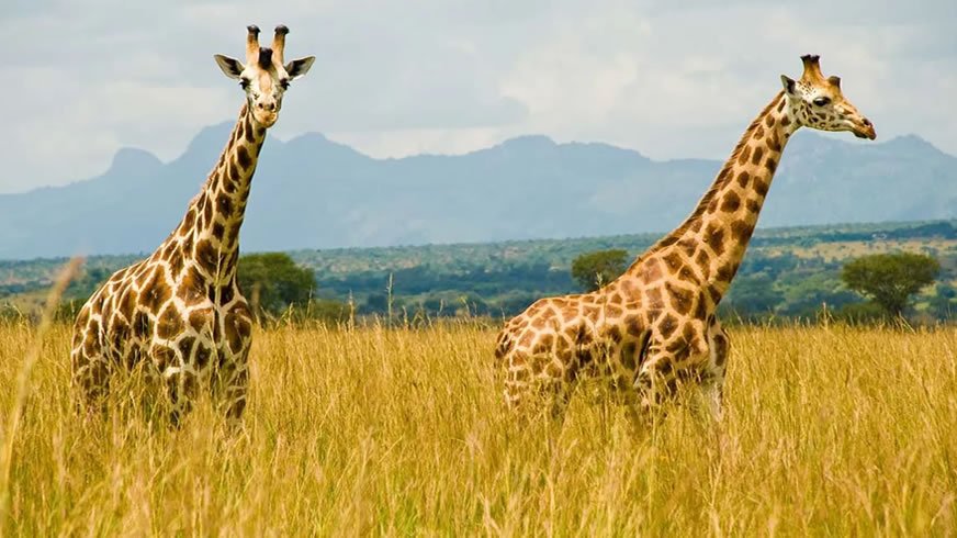 girraffe murchison falls