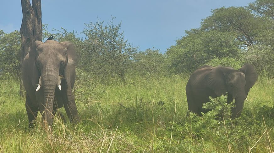 two elephants murchison falls
