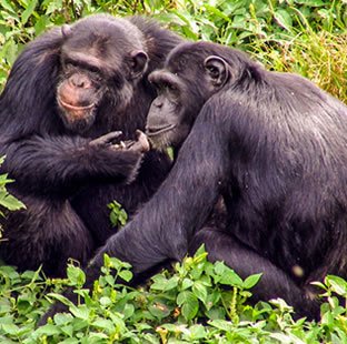 chimpanzee_in_kibale_destianation