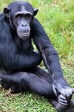kibale_chimpanzee