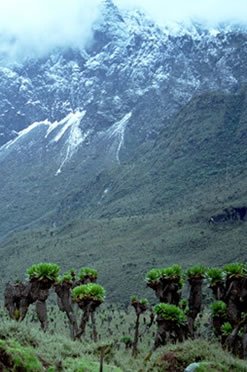 rwenzori