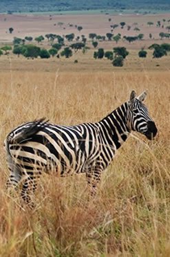 zebra_kidepo